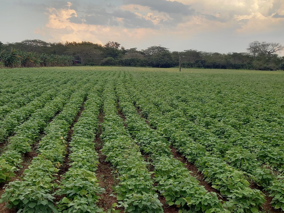 En el municipio cabecera la producción de alimentos es una prioridad #LasTunas #PorLasTunasLaVictoria #SíSePuede #PorUn26EnEl26