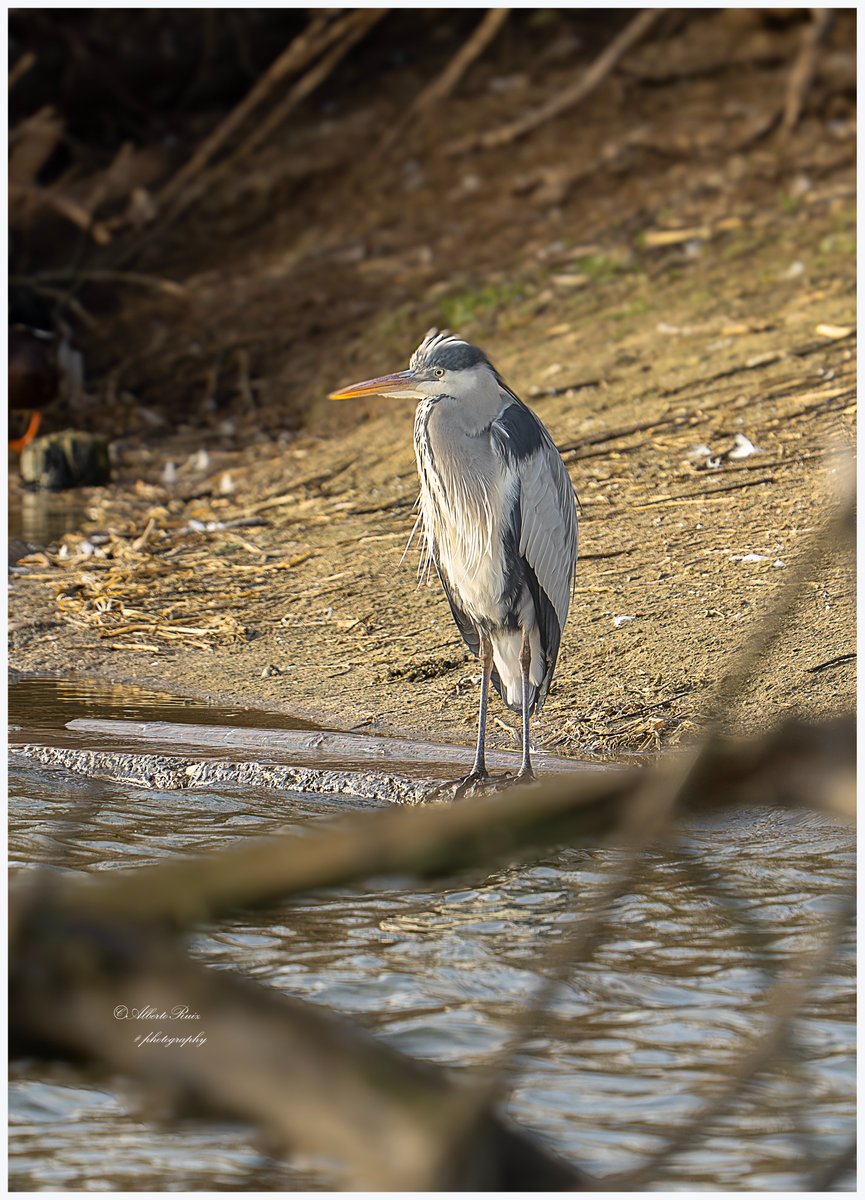 Bertman700's tweet photo. La #Garzareal (Ardea cinerea)  siempre vigilante de buena mañana, calibrando dónde ir a por el desayuno fácil 

#fotografia #NaturePhotography #BirdsSeenIn2026 #SonyAlpha https://t.co/IfbdihbpcA