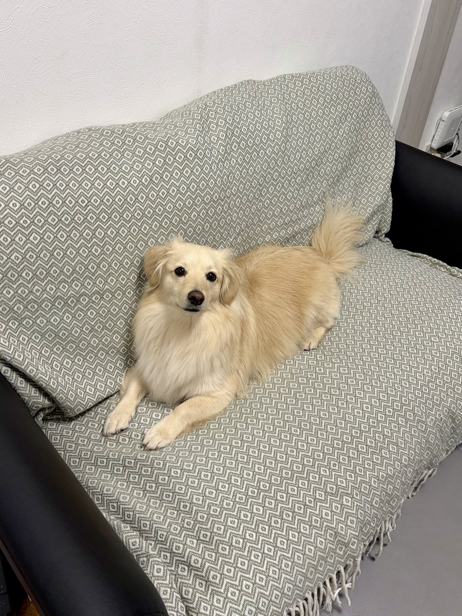 ポメックスのとろろくん (@monaka_0507) / Posts / X