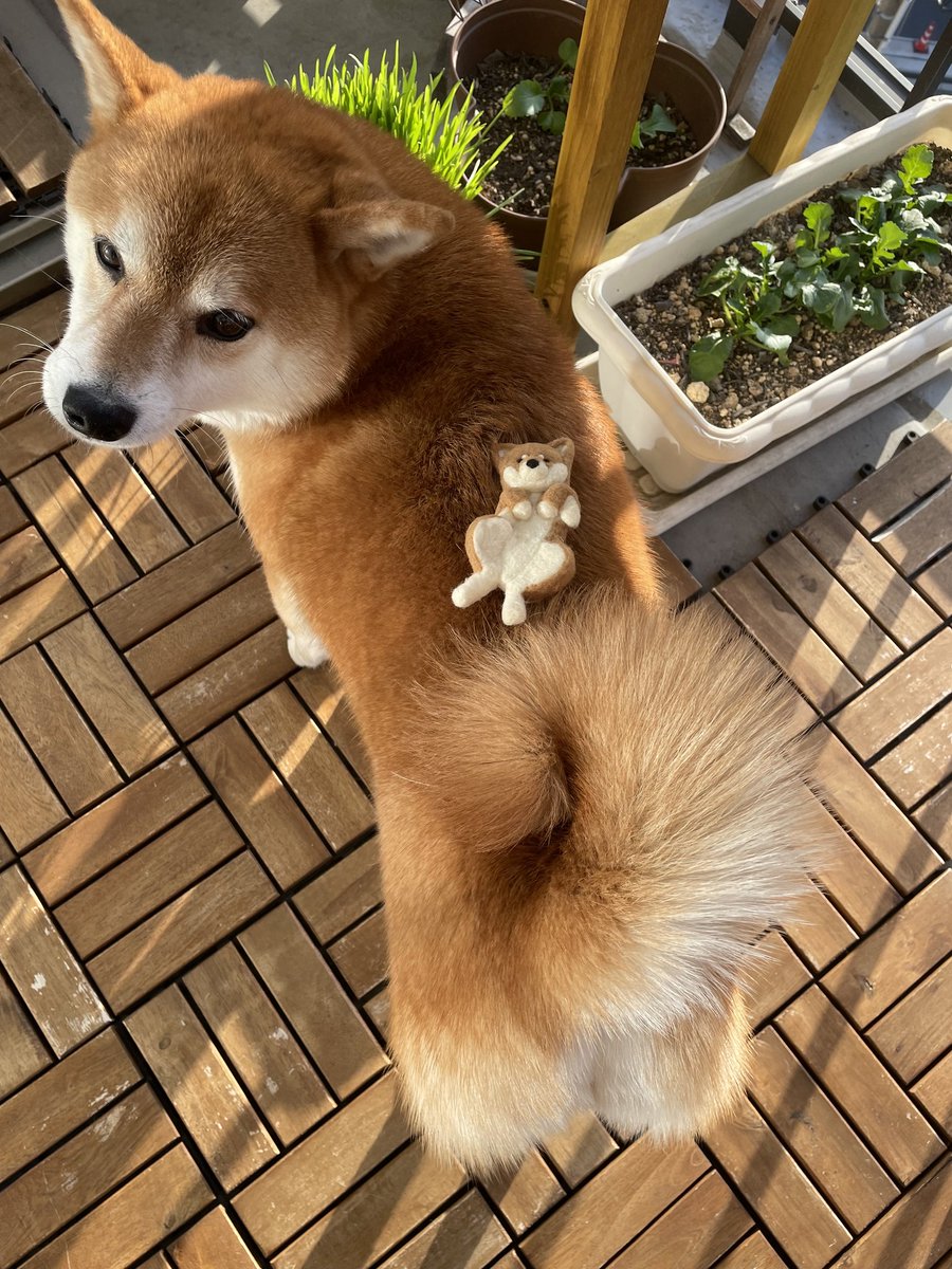 baka_houou's tweet photo. 本日はサッカーはお休みだったので草加に犬のイベントに！
お目当てはカミさんが注目していた羊毛フェルト作家さん！

超人気らしく開場前から行列。一家族一点まで。それでも手に入ればラッキーらしい。（並んでた人談）

で、無事お迎えできました。
ジョニー5号、もとい小姫3号ですww https://t.co/ijaD2Xmy5T