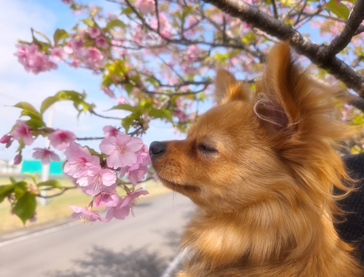 mytrSS's tweet photo. サンマリン裏の河津桜
満開終わってたー>  ̫ <;
葉桜なってたけどギリギリ綺麗やった🌸
お外が怖くてなかなか散歩に慣れないけど少しづつ楽しみに変わっていくといーな(*´ω`*)
お部屋じゃ最近ひなたぼっこにハマり中૮ .  ̫ . ა❤︎ https://t.co/qDyK673YSb
