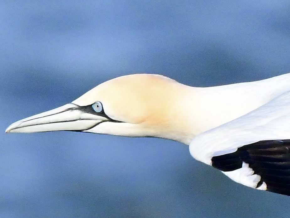 NikonNaturePix's tweet photo. Pics of #Gannet from yesterday afternoons visit to @Bempton_Cliffs with @tje_birder Pic taken using #Nikon #Z50ii #Z52 & 180-600 lens.
@UKNikon
@birdguides
@rspbengland
@natures_voice
#birdphotography #wildlifephotography #naturephotography https://t.co/o1GvgxMzOv