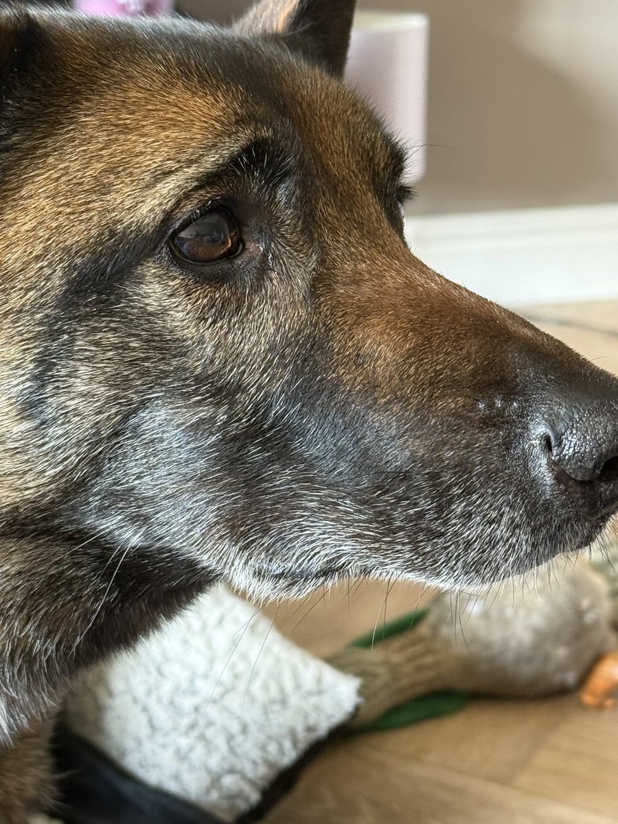 Macy & Bruno tweet media