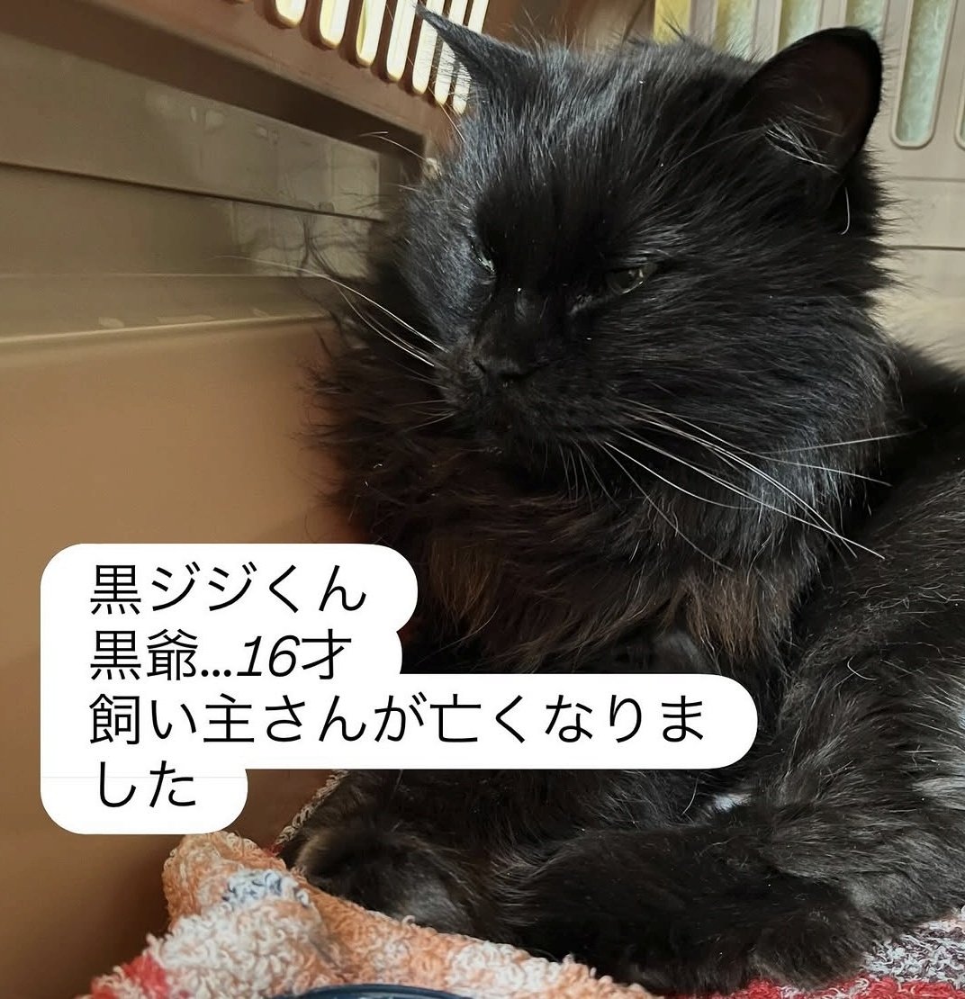 新入りニャン🐈‍⬛ずっとのお家でのんびり暮らせるといいな🍀 #長毛