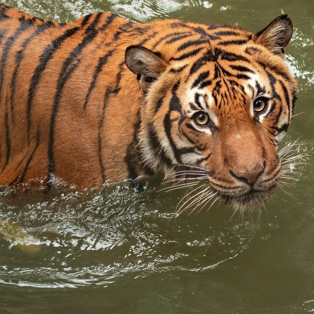 wifesantos's tweet image. she’s a real life tiger girl #ItsTrue