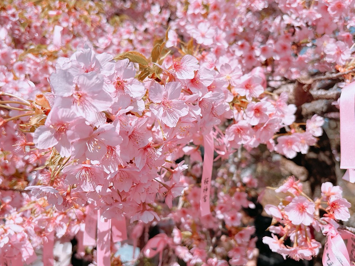 minto00031's tweet photo. 早咲きの桜見に行ってきた|ू•ω•)🌸
しだれ桜みくじひいて三角の箱の中におみくじと鈴がはいってた🌸

 #早咲き河津桜  #桜神宮 https://t.co/AyXEBeThAP