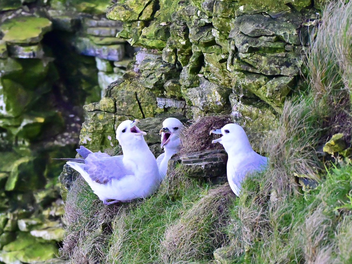 NikonNaturePix's tweet photo. Pics of #Fulmar from yesterday afternoons visit to @Bempton_Cliffs with @tje_birder Pic taken using #Nikon #Z50ii #Z52 & 180-600 lens.
@UKNikon
@birdguides
@rspbengland
@natures_voice
#birdphotography #wildlifephotography #naturephotography https://t.co/KBiBzFTKhD