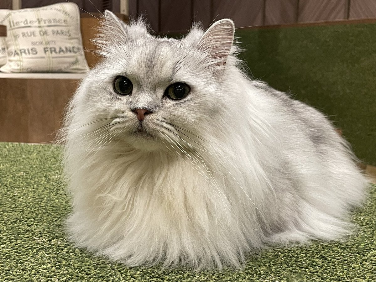 姉様と猫カフェ行ったりぶらぶらとお買い物したりしてきた(ฅ'ω'ฅ