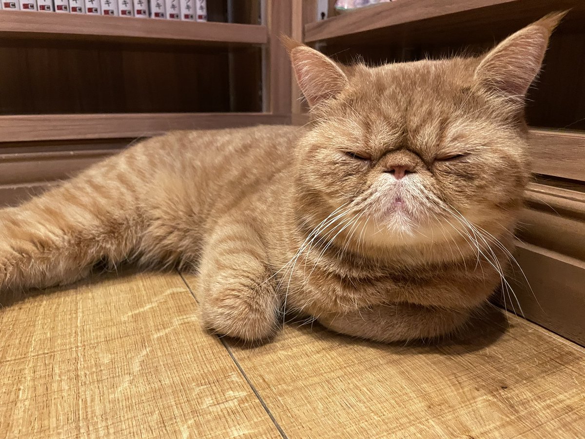 姉様と猫カフェ行ったりぶらぶらとお買い物したりしてきた(ฅ'ω'ฅ