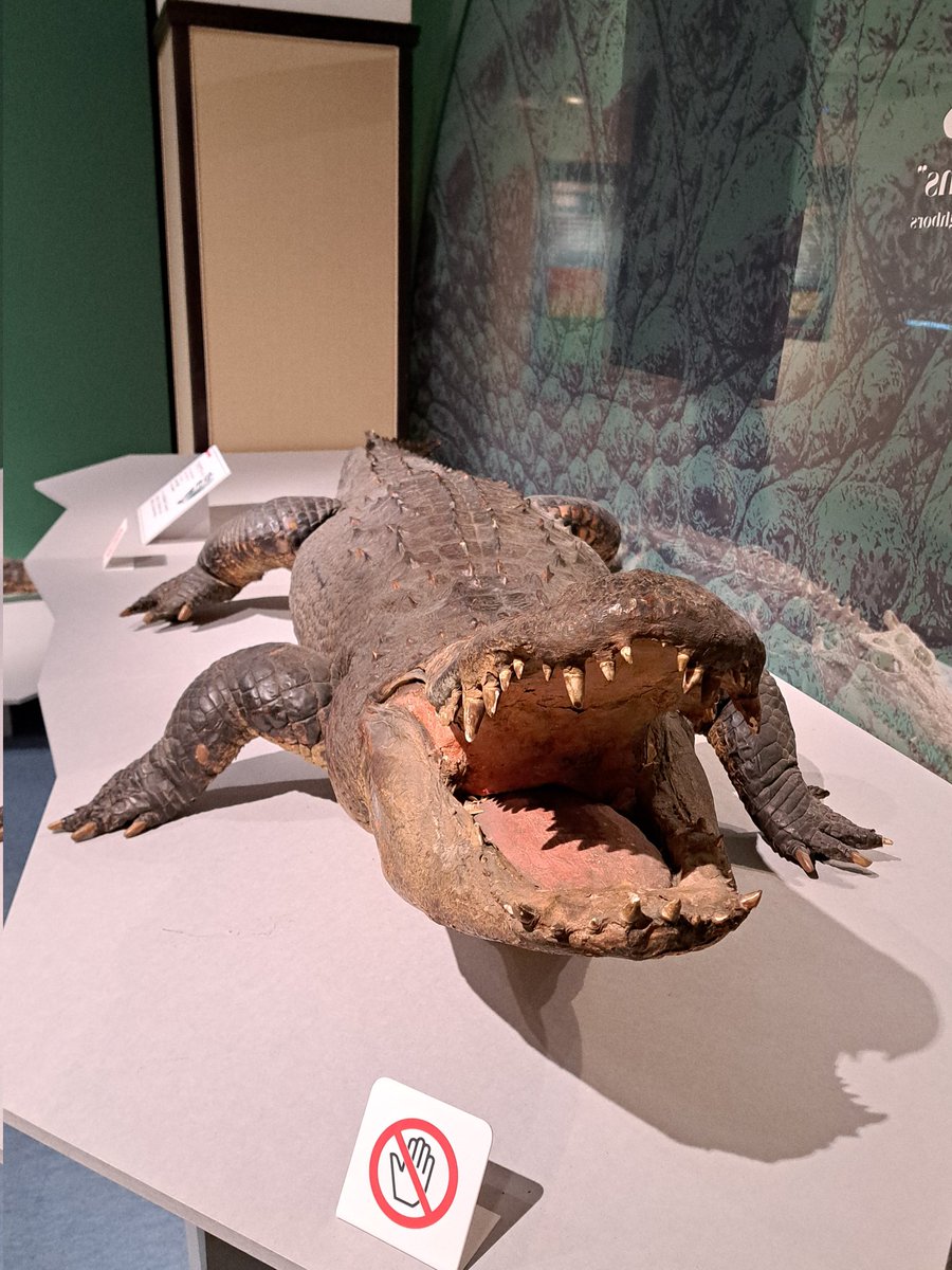 企画展 ワニ」で展示されていたアメリカアリゲーター(ミシシッピワニ