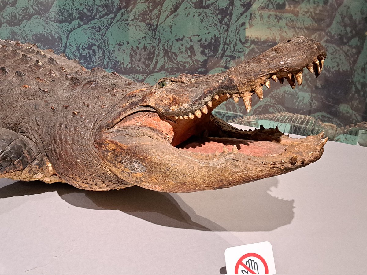 企画展 ワニ」で展示されていたアメリカアリゲーター(ミシシッピワニ