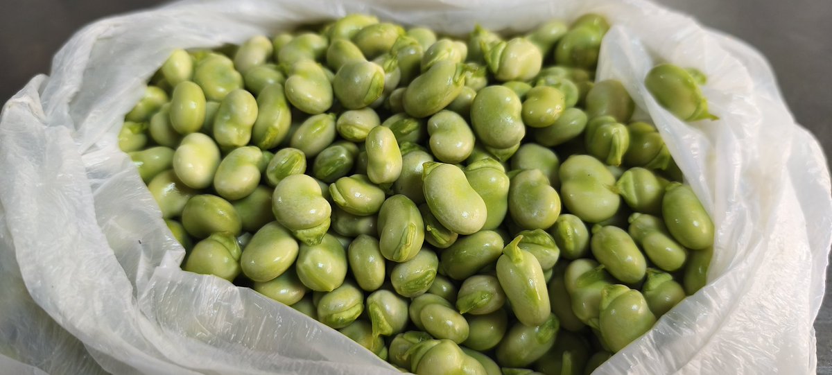 Ca_Xavi_Sunsi's tweet image. En Ca Xavi Sunsi fem truita de faves i ara és temporada! 😋😋 #lectures