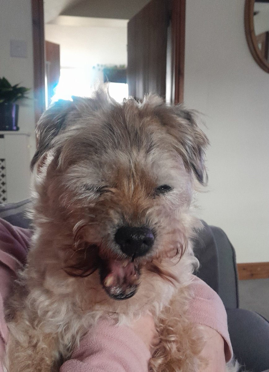 Archie OBE tweet media