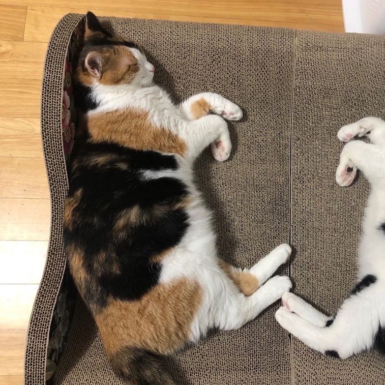 พิซอลนิ