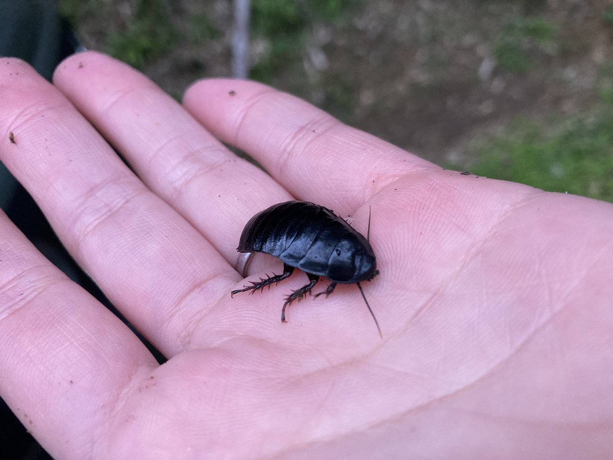 森のゴキブリちゃんだ〜！（一応センシティブ生命体）