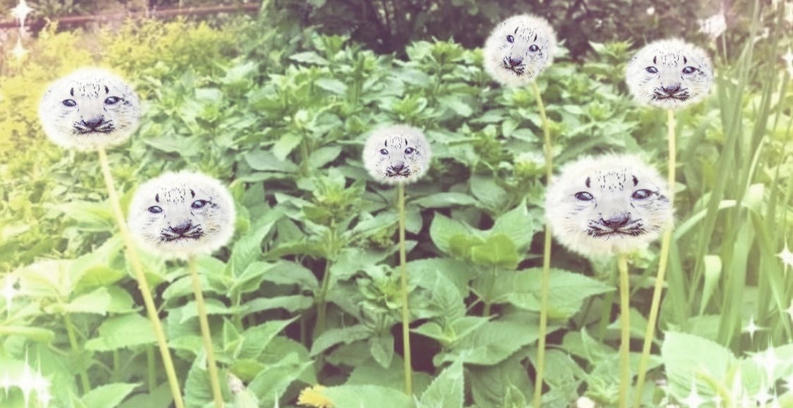 Sneplover45 tweet media