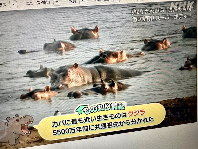 ・科学誌に鯨の祖先は河馬とあり我が空想は真実となる
「鯨の祖先」