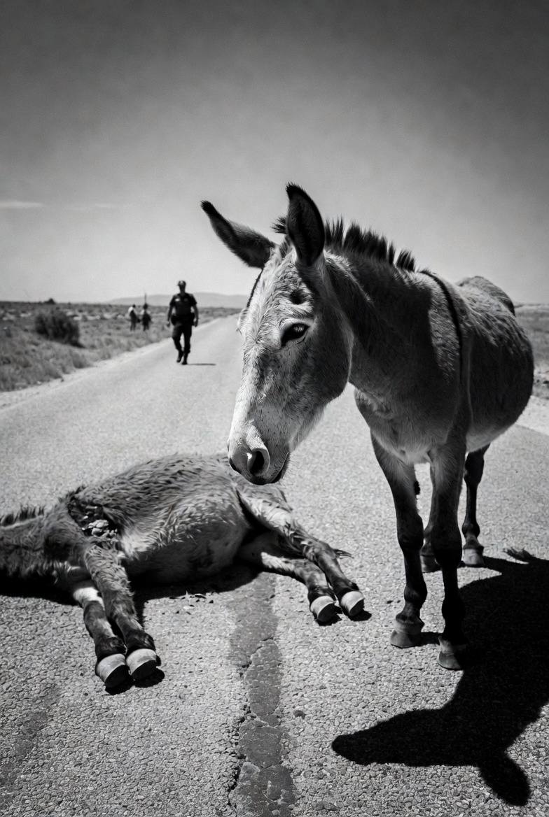 EL BURRO QUE NO ABANDONÓ LA CARRETERA

Andalucía, 2023.

La carretera secundaria estaba casi vacía cuando la Guardia Civil recibió varias llamadas. Un burro permanecía inmóvil en el arcén desde hacía horas. No comía. No se movía. No reaccionaba al ruido de los coches.

Cuando el