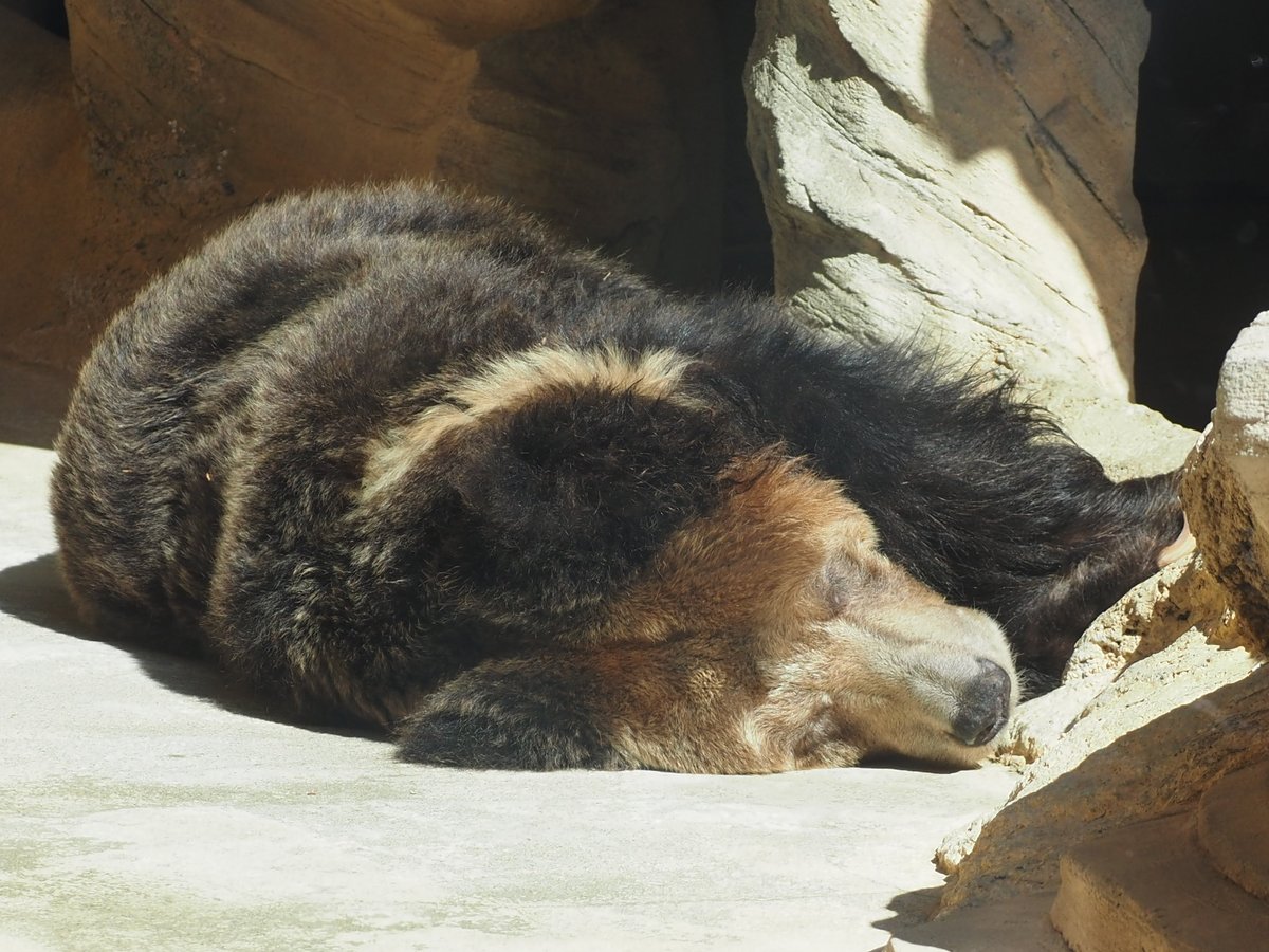 マーちゃん、ありがとう
もう会えないのが寂しいです
天国でゆっくり休んでくださいね🌈

2026.2.22
#マー #ウマグマ #チベットヒグマ
#王子動物園