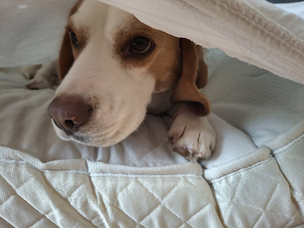Cafeine_gc's tweet photo. Je mets un drap housse sur le matelas du canapé pour ne pas que mon chien ne salisse l'assise.

Mon chien : https://t.co/L0eGLuoKwT