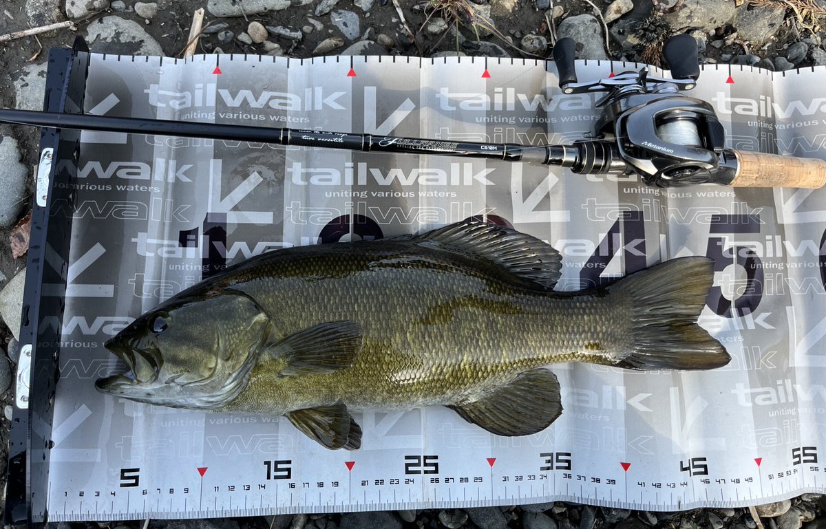 R_Fishingdiary's tweet image. 春到来🌸

好きなメーカーさんのロッドで釣ってメジャーで測る！
堪らんなぁ😆
渋い中で激しいバイトは痺れたぁ！
テイルウォークさん今年もお世話になります！
#tailwalk