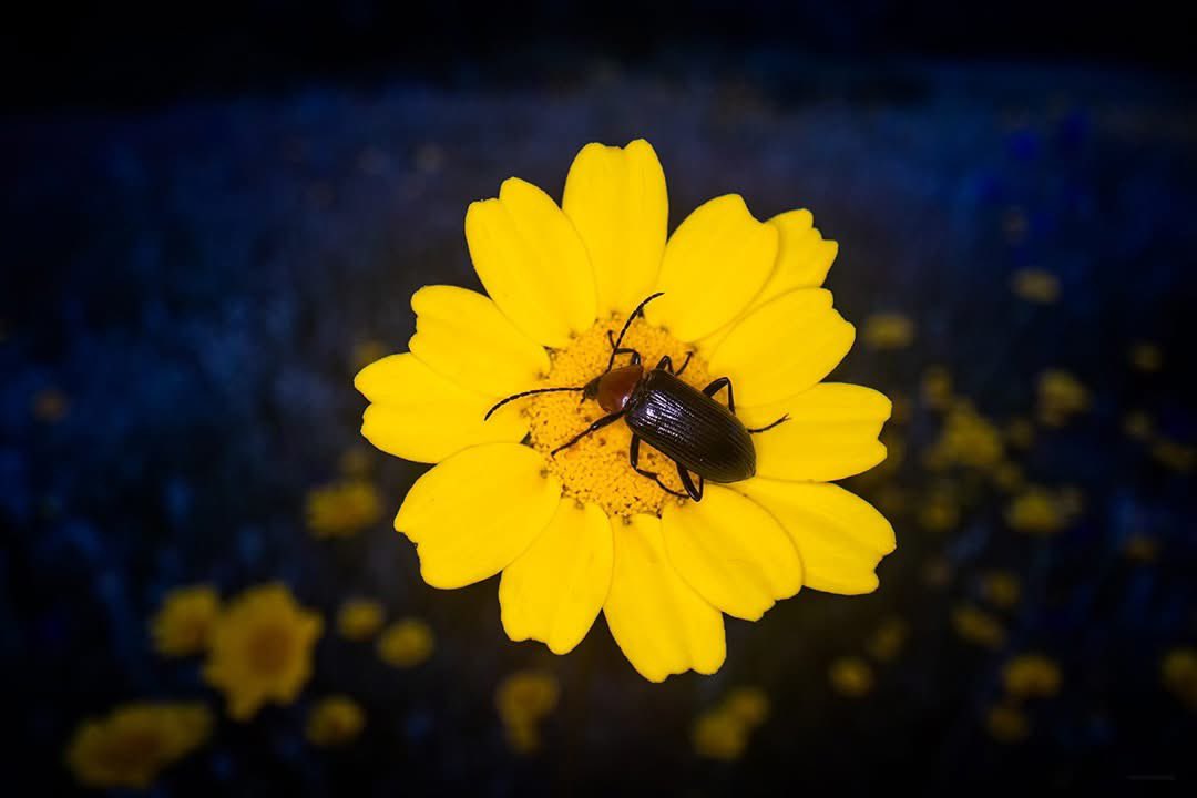 Francisco Romero I WildLife Photographer tweet media