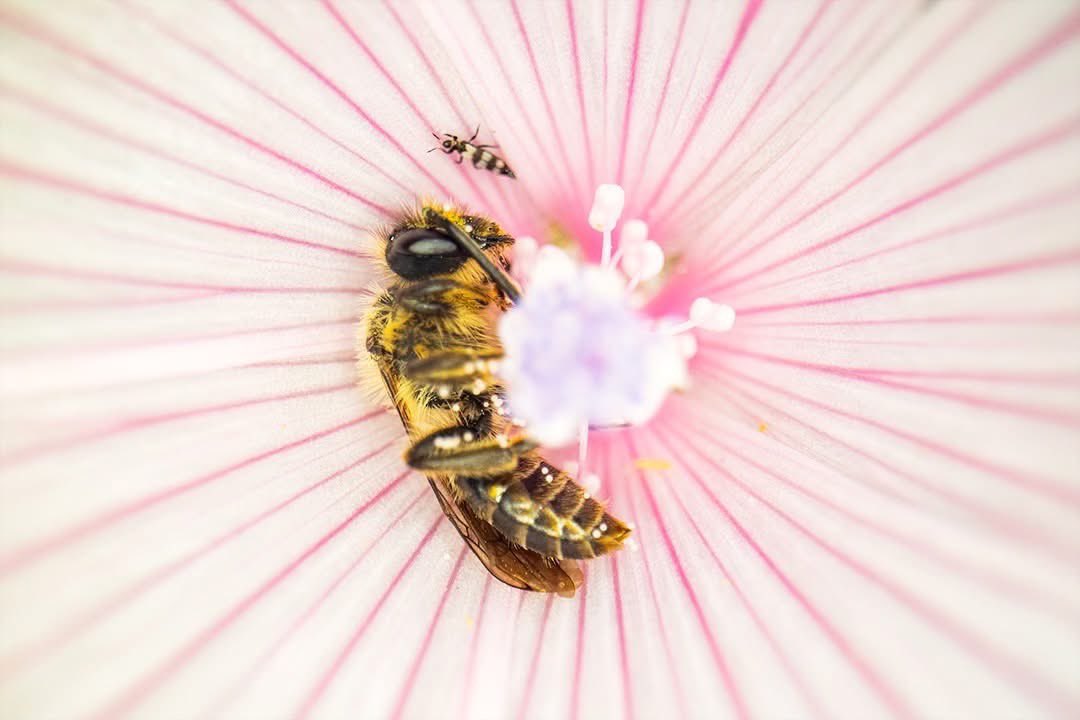 Francisco Romero I WildLife Photographer tweet media