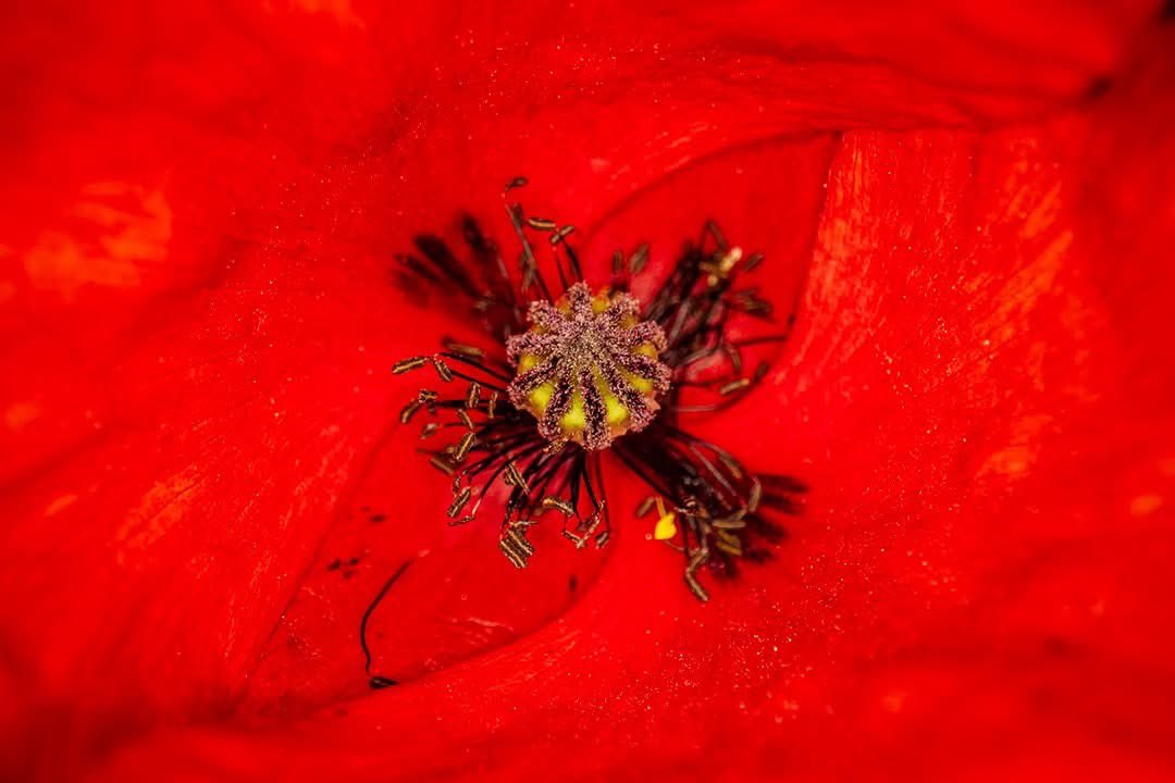 Francisco Romero I WildLife Photographer tweet media