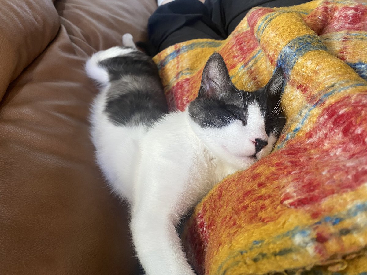 rossan2446's tweet photo. 猫毎秒かわいい https://t.co/bBxtiLV96N