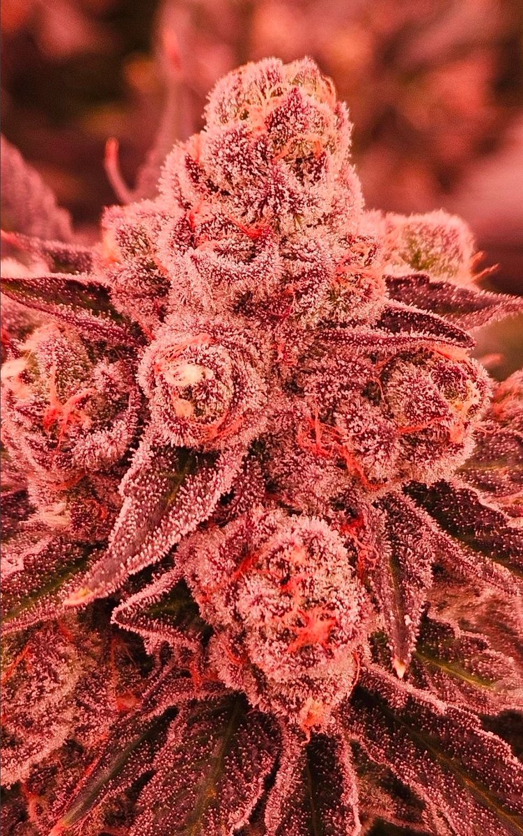 CANNA COLLECTORS tweet media