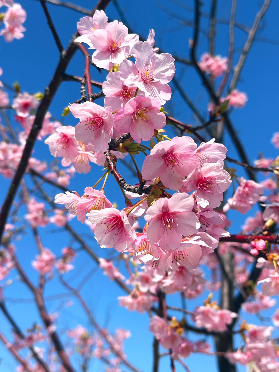 お父さん お誕生日おめでとう

今日はお天気が良くて、綺麗な写真が撮れました🌸
春を感じます☺️