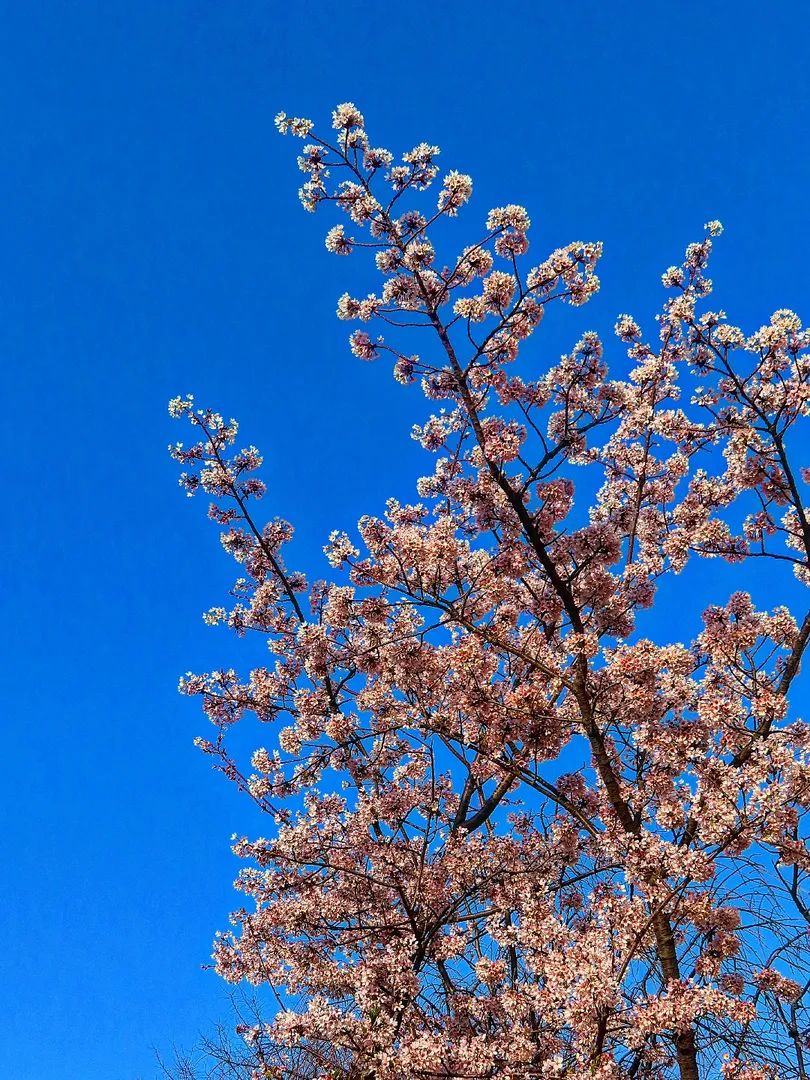 青空に桜珠 🌸 #玉縄桜 #神奈川県立図書館