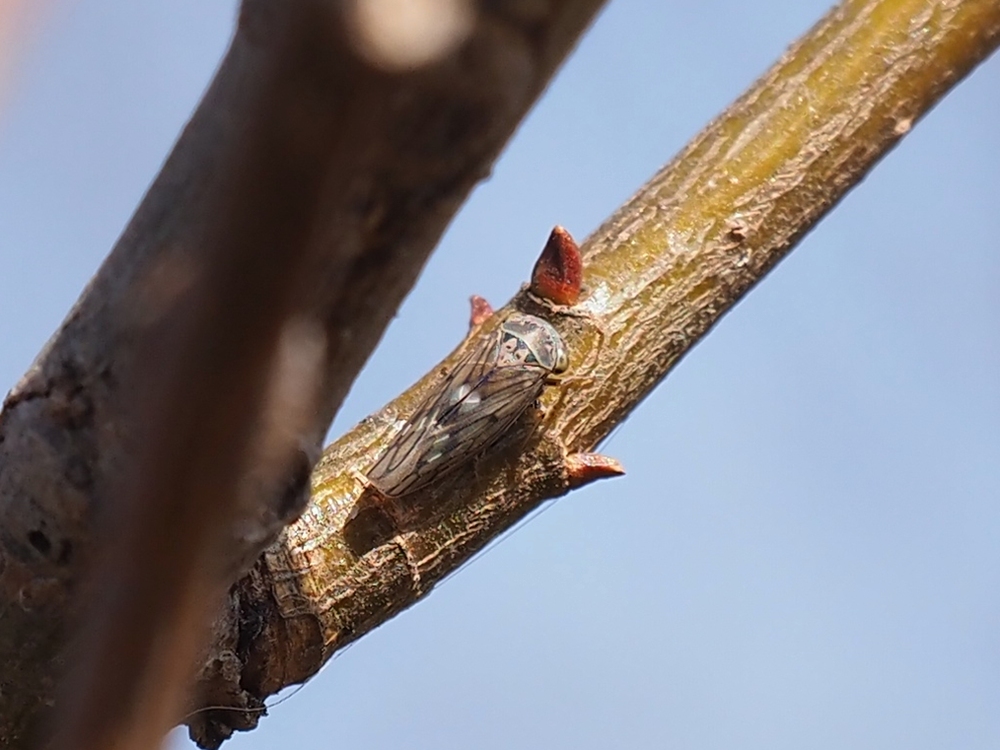 野衣(noi) tweet media