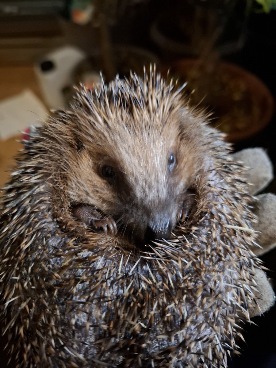 Arch_Bishop tweet media