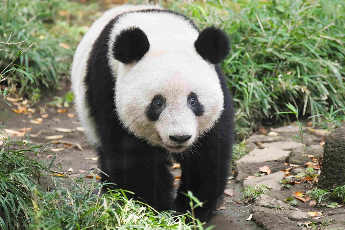 好奇心が旺盛な、シャオレイと同じ年の頃の #シャンシャン 。
※僕たちは、あの頃の #香香 を知っている。

2019-10-26 #上野動物園