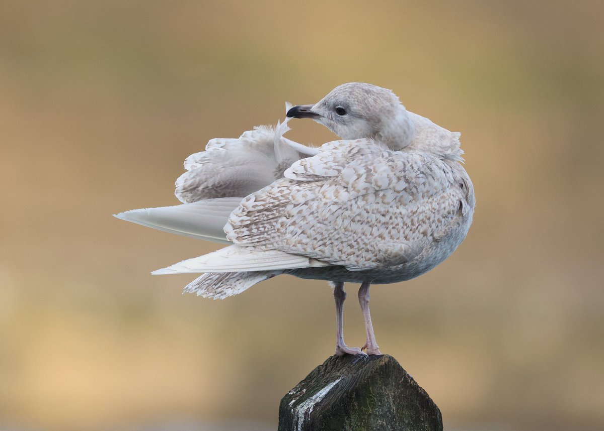 paulcoombes844's tweet image. Iceland Gull juvenile 🐦 
Second visit had
@roundhaypark #Leeds 
bird more obliging this time, eventually settling near to the cafe 
@BirdGuides @RareBirdAlertUK @britishbirds @paulasykes1971 
24 Feb 2026