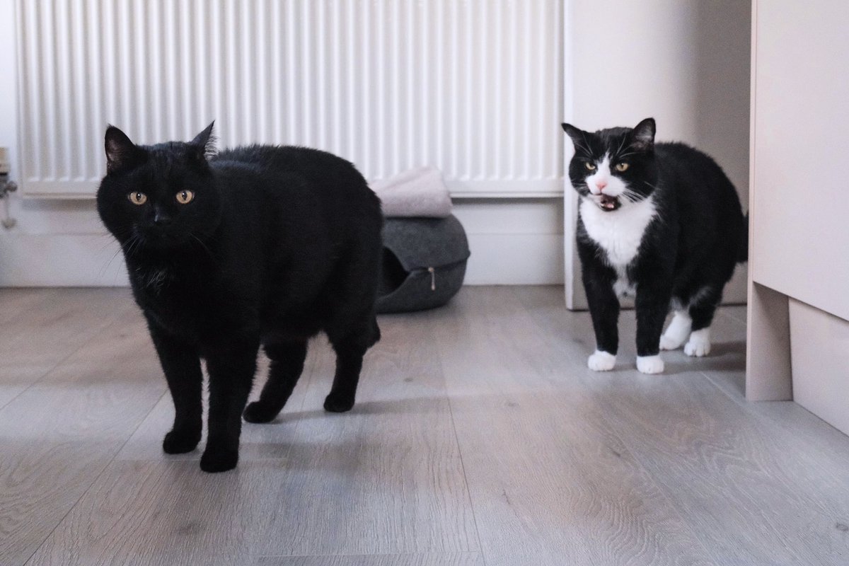 ごちそうさま〜、にしましょ。もう追加はなしで。#cat #blackcat