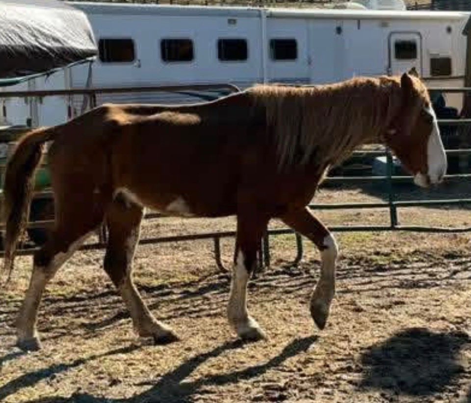 heartandhooves's tweet photo. ‼️‼️‼️ANOTHER EMACIATED SOUL NEEDS YOUR HELP BEFORE ITBIS TO LATE‼️‼️‼️ Poor Mocha is not going to make it much longer at the lot without your help!! He is already emaciated and will lose more weight daily! Help save him with a donation or share below https://t.co/wUVwmIfc3M https://t.co/jsj6WQ12hz