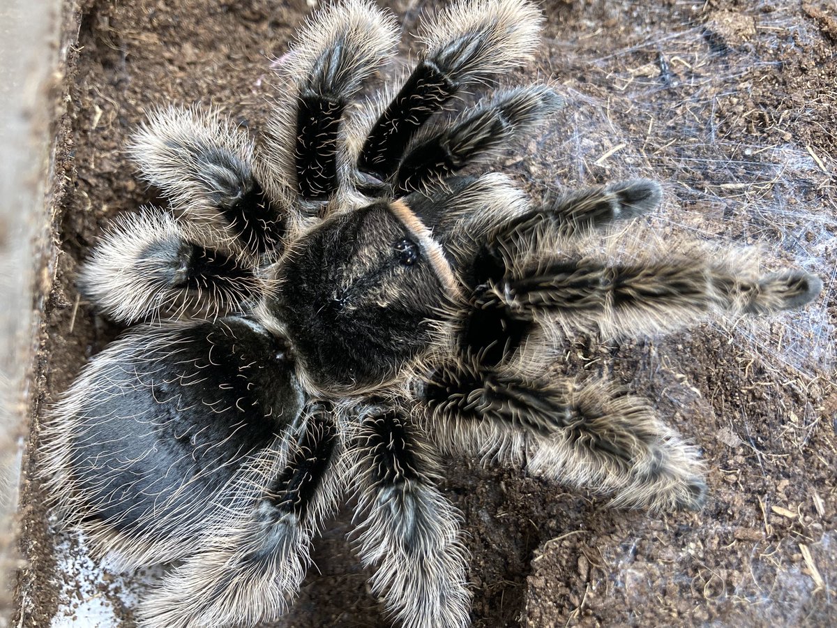 さっちゃん🐛🦂🕷 (@BugsLife3939) / Posts / X