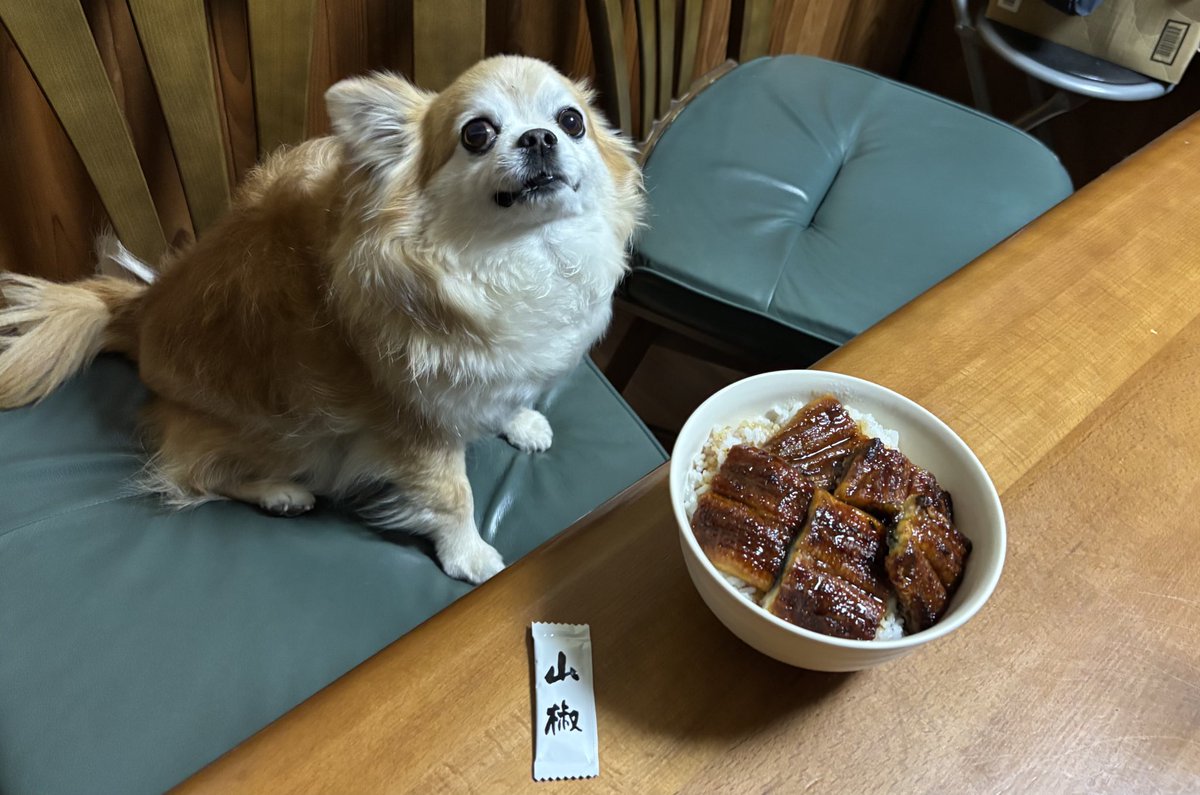 Post by チビ＆ココ｜Official 🐾 on X: 鰻丼💖✨✨✨