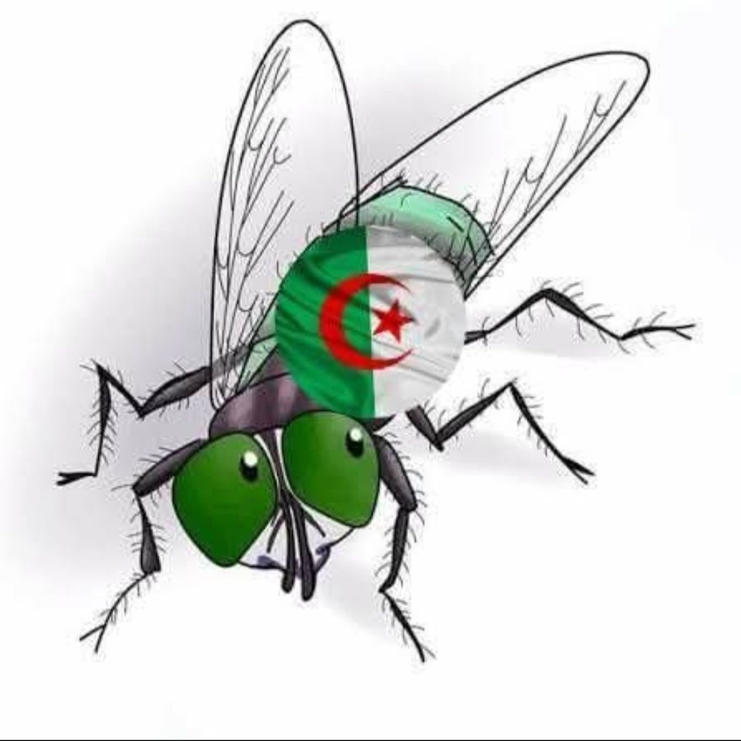 كMr.F 🇲🇦 tweet media