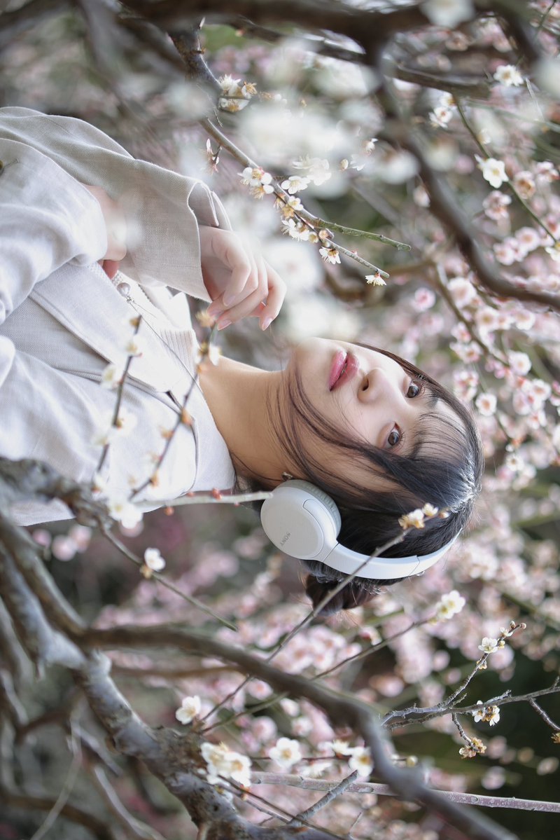 ななサクのさくらの方 (@s327akura) / Posts / X