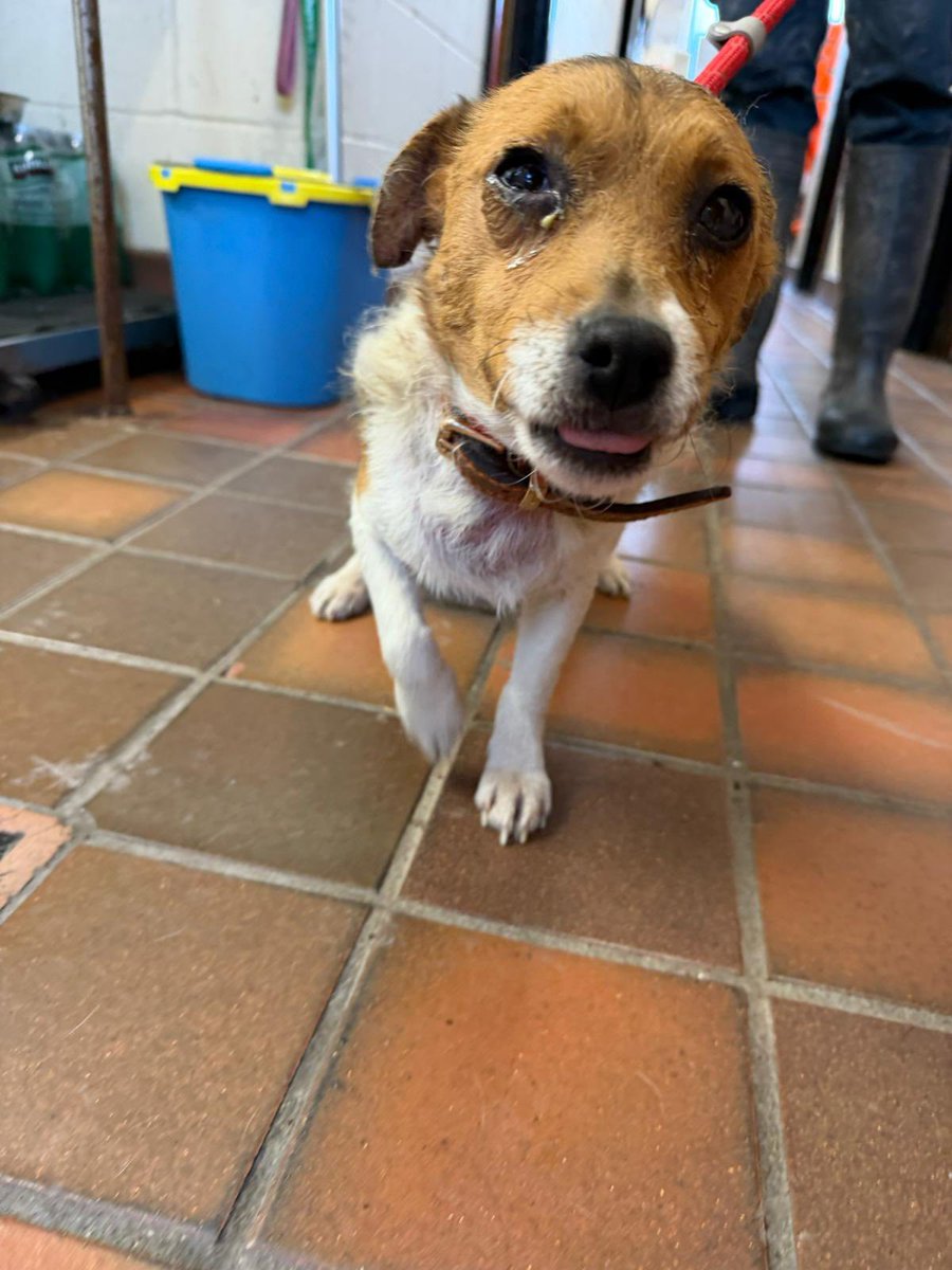 Please retweet to help find the owner or a rescue shelter space for this stray/ abandoned Jack Russell Terrier, found #MARSHFIELD #NEWPORT #WALES #UK 
1 March 26. Now in Newport Council Pound for 7 days. 
Contact Newport city Dogs home below 
• Found Marshfield Road, Marshfield