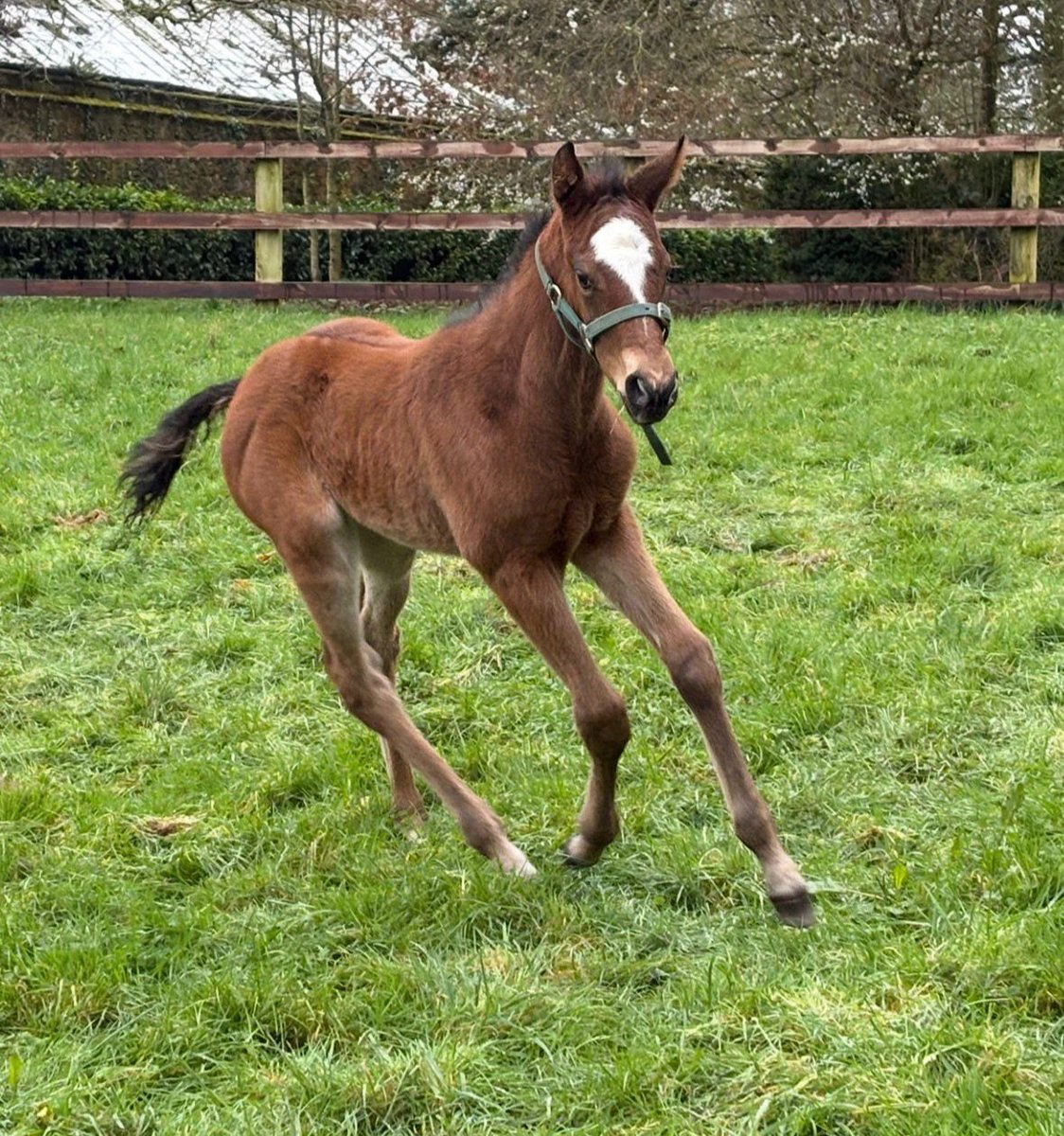 Ballyhane Stud tweet media
