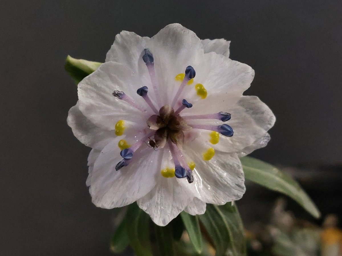 D.セツブンソウ　八重咲き　3花