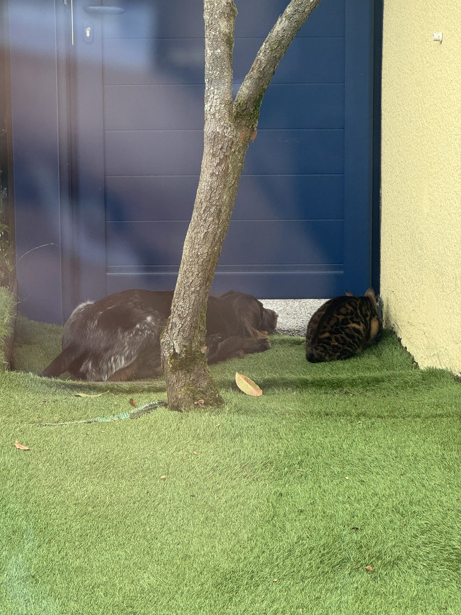 LaRobiquette's tweet photo. Je vous présente les Vamps version animale!
Un foulard sur la tête et hop à elles les potins de la rue!
Nan mais 🤣. 
#humour #chien #chat #viedechiendechasse #amitie #bestlife https://t.co/Act2ZjmZmr