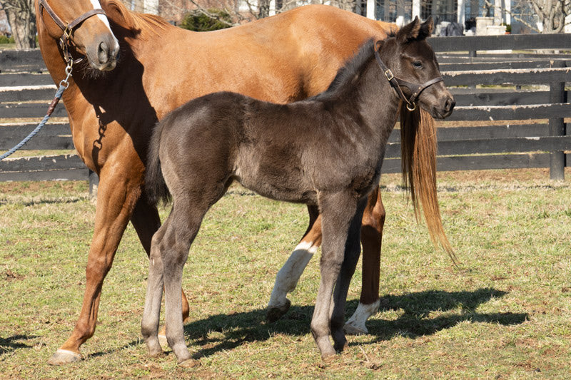 Claiborne Farm tweet media