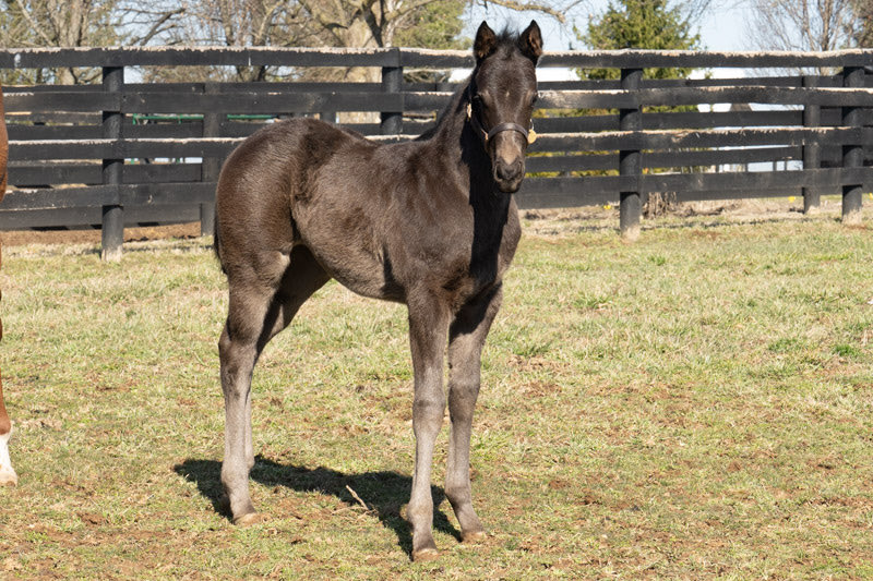 Claiborne Farm tweet media