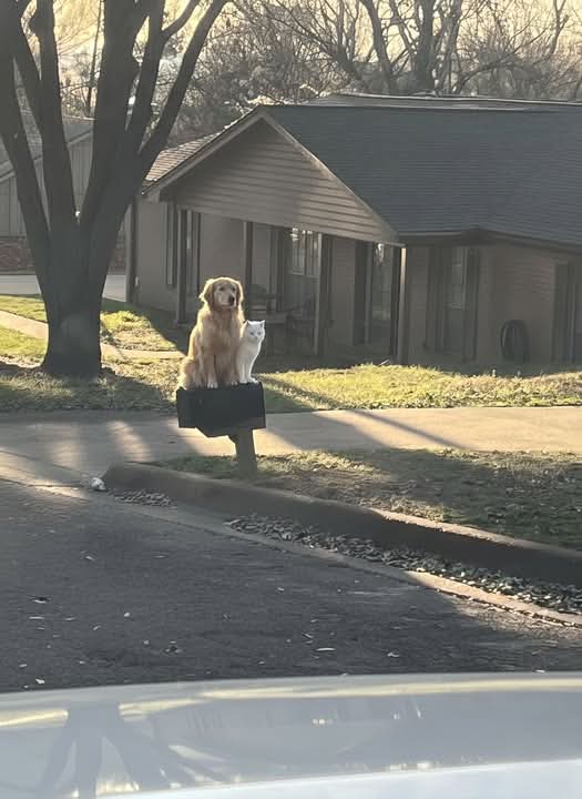 I woke up this morning in East Texas, poured my coffee, looked out the window… and almost dropped the mug.

There they were.

A dog and a cat.

Sitting on top of my mailbox like they were waiting for the school bus.

Not fighting.

Not chasing.

Just sitting there.

Side by