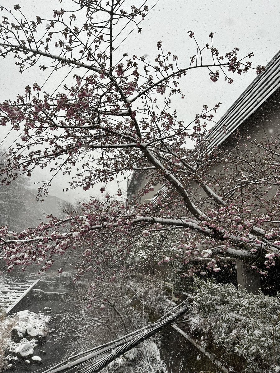 かおりっきぃ☆ tweet media